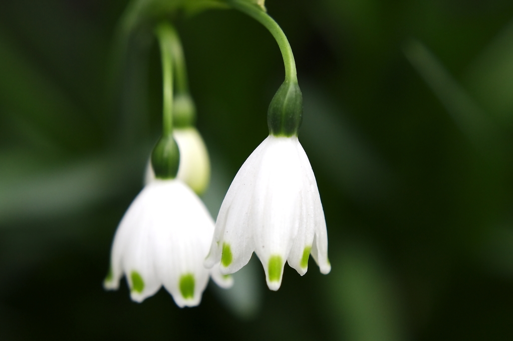 小雪の魅力－簡易マクロⅢ