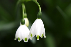 小雪の魅力－簡易マクロⅢ