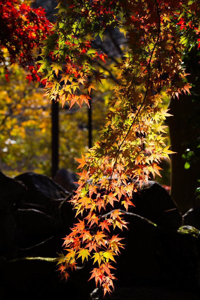 紅葉の流れ