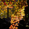 紅葉の流れ