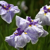 お江戸の花