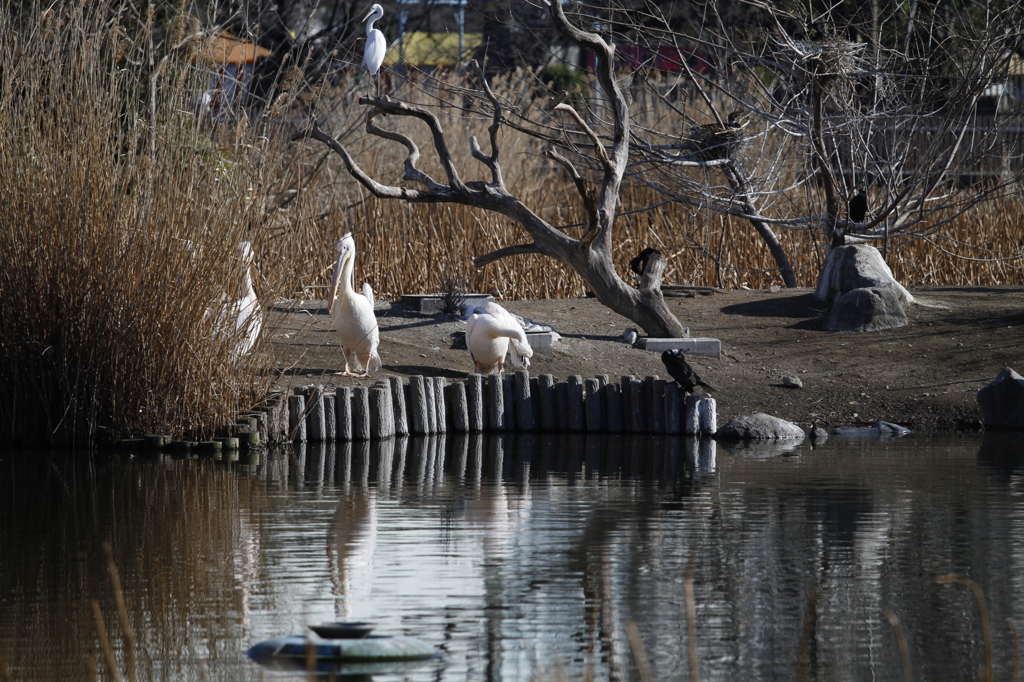 ペリカンの休日