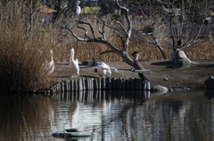 ペリカンの休日