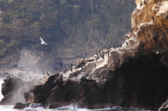 海鵜とその仲間達