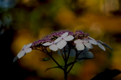 夕映えの紫陽花