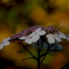 夕映えの紫陽花