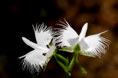 「飛びます、飛びます」
