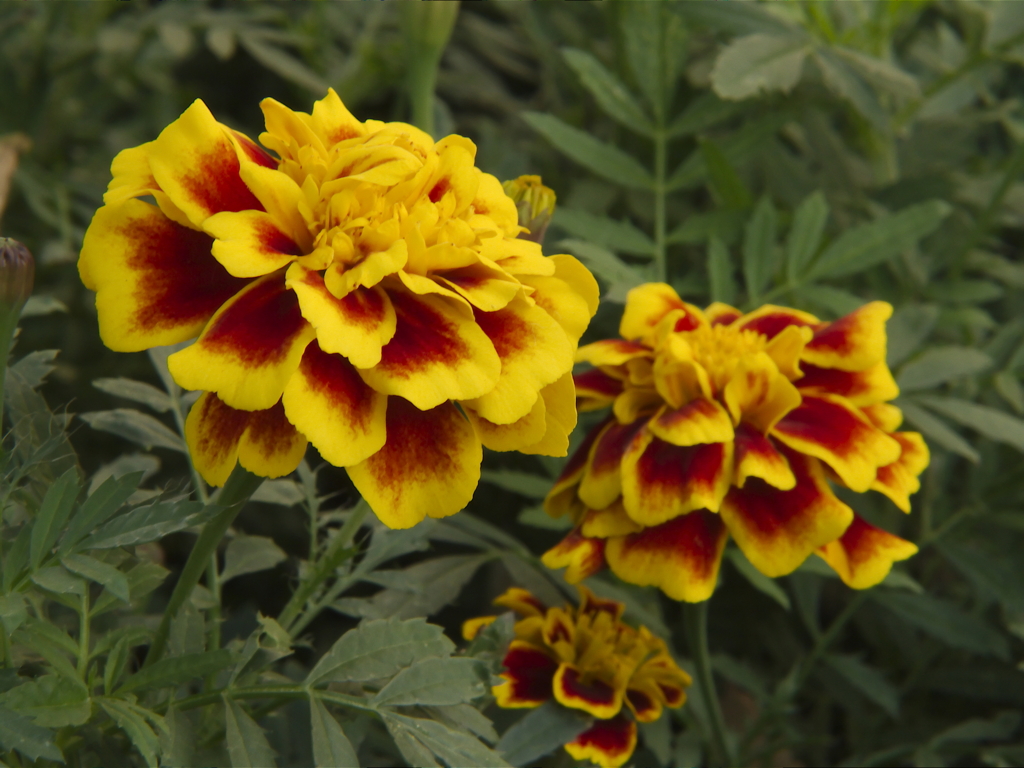 marigolds