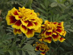 marigolds
