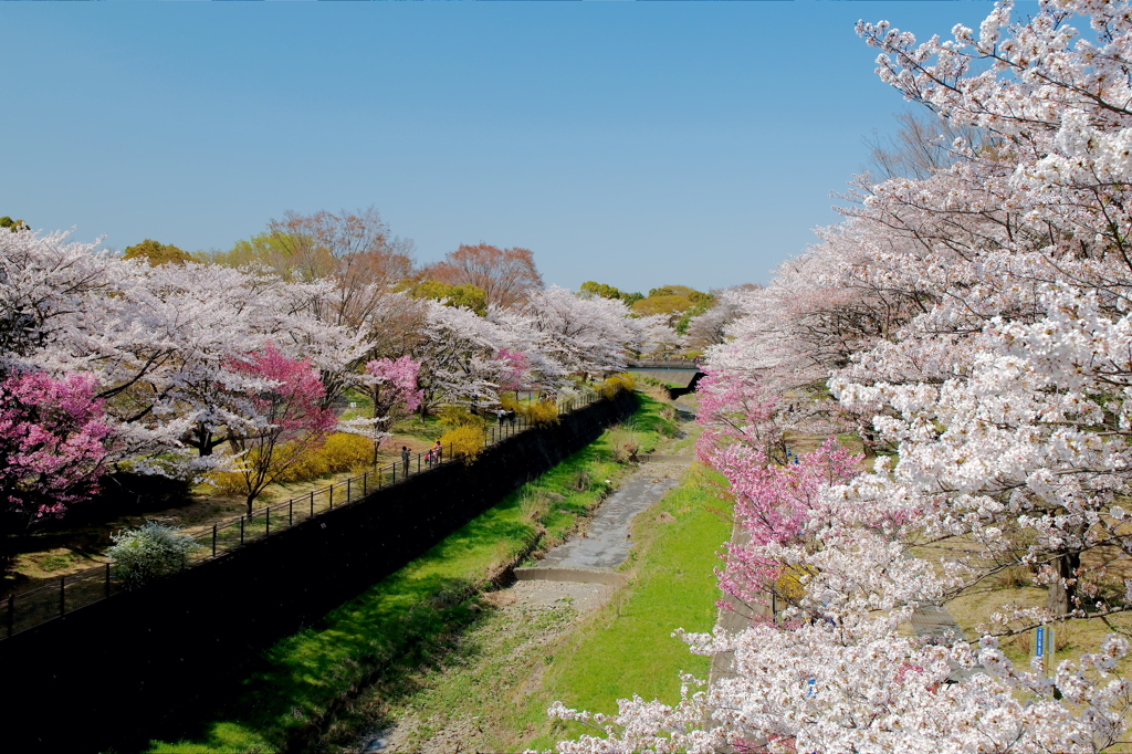 満開－昭和の桜Ⅱ