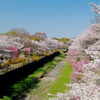 満開－昭和の桜Ⅱ