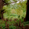気根の森