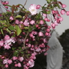 楊貴妃とマリア様