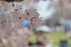 お花見日和 Ⅰ