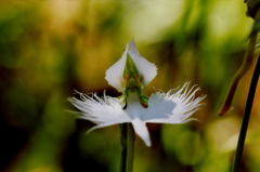 「本日の機長は坂上です。」