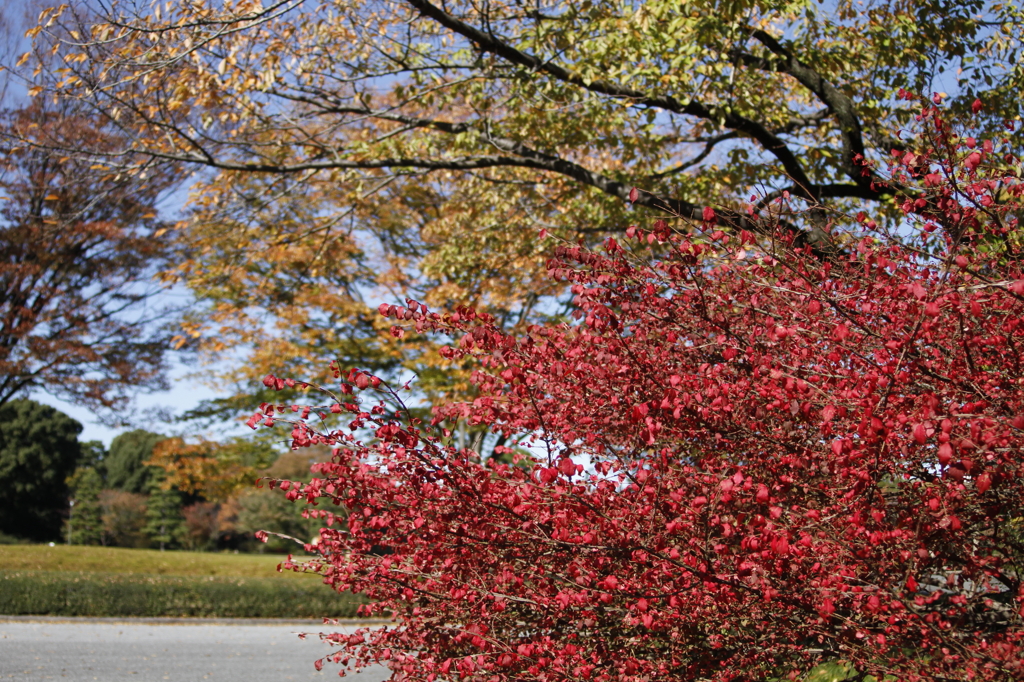 皇居東御苑の秋　1