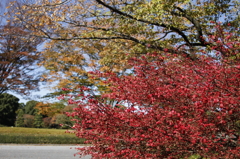 皇居東御苑の秋　1