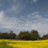 春の空に咲く快活な愛。