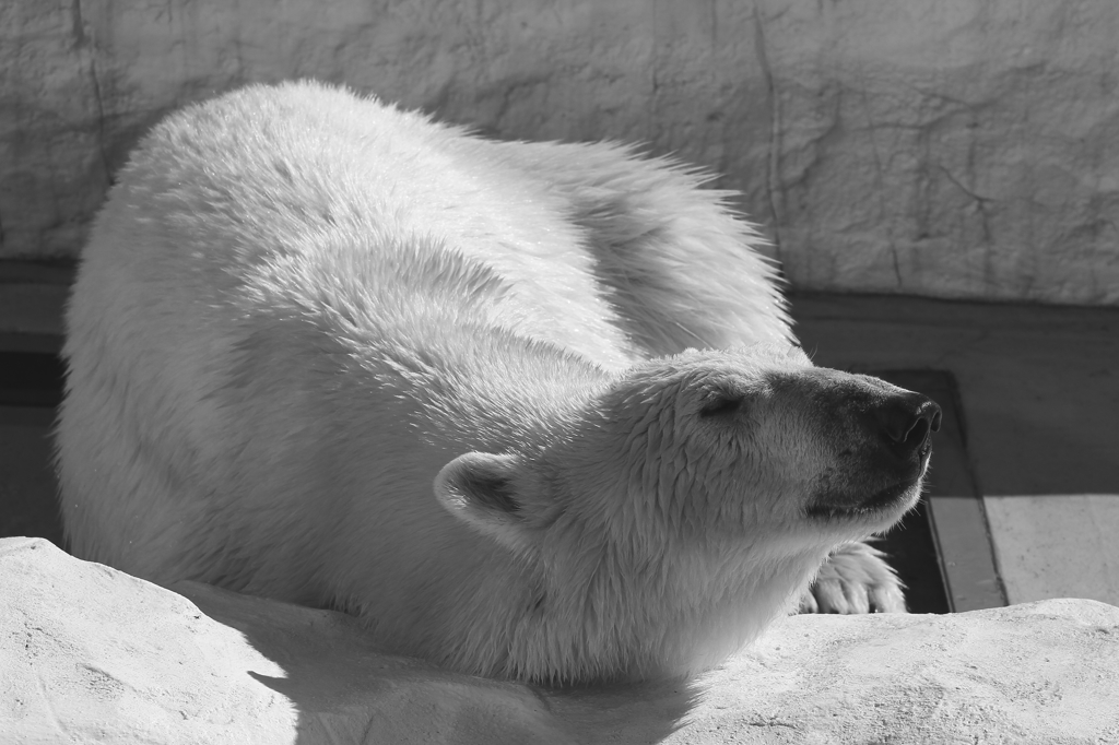 シロクマの休日