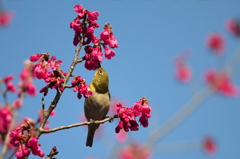 春のお洒落