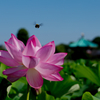 盛夏に咲く Ⅱ
