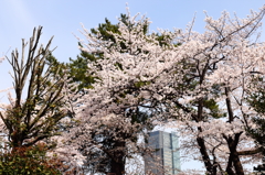 満開－青山墓地からミッドタウンを臨むソメイヨシノ