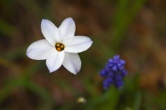 この二つの花の名前もわかりません。