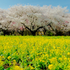 満開－昭和の桜