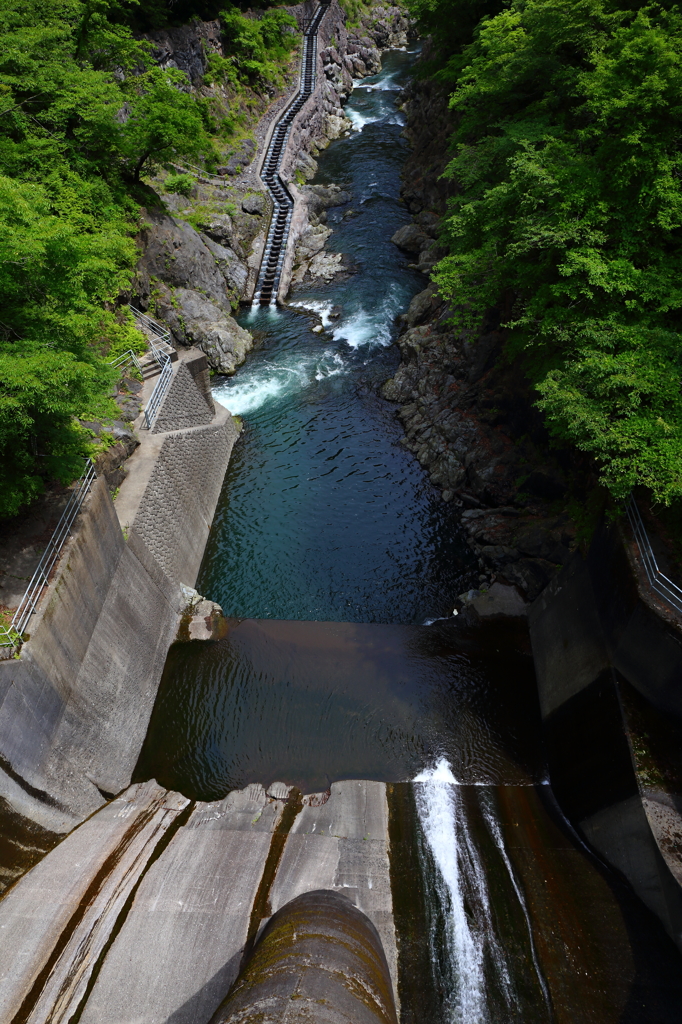 新緑の魚道