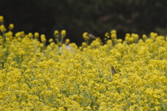 花すずめ