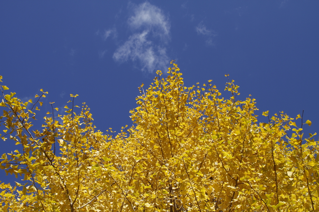 銀杏の空