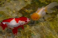 更紗オランダとオランダ獅子頭