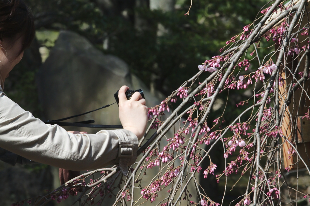 六義園の垂れ桜　Ⅱ　「うふふ・・・。」