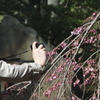 六義園の垂れ桜　Ⅱ　「うふふ・・・。」