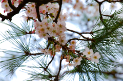 松桜－日比谷公園からの桜便り