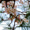 松桜－日比谷公園からの桜便り