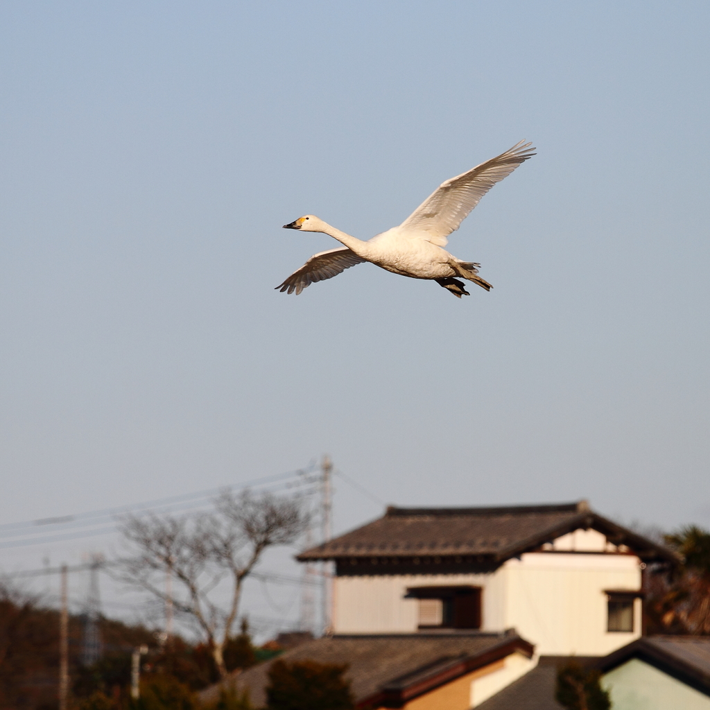 ソロ