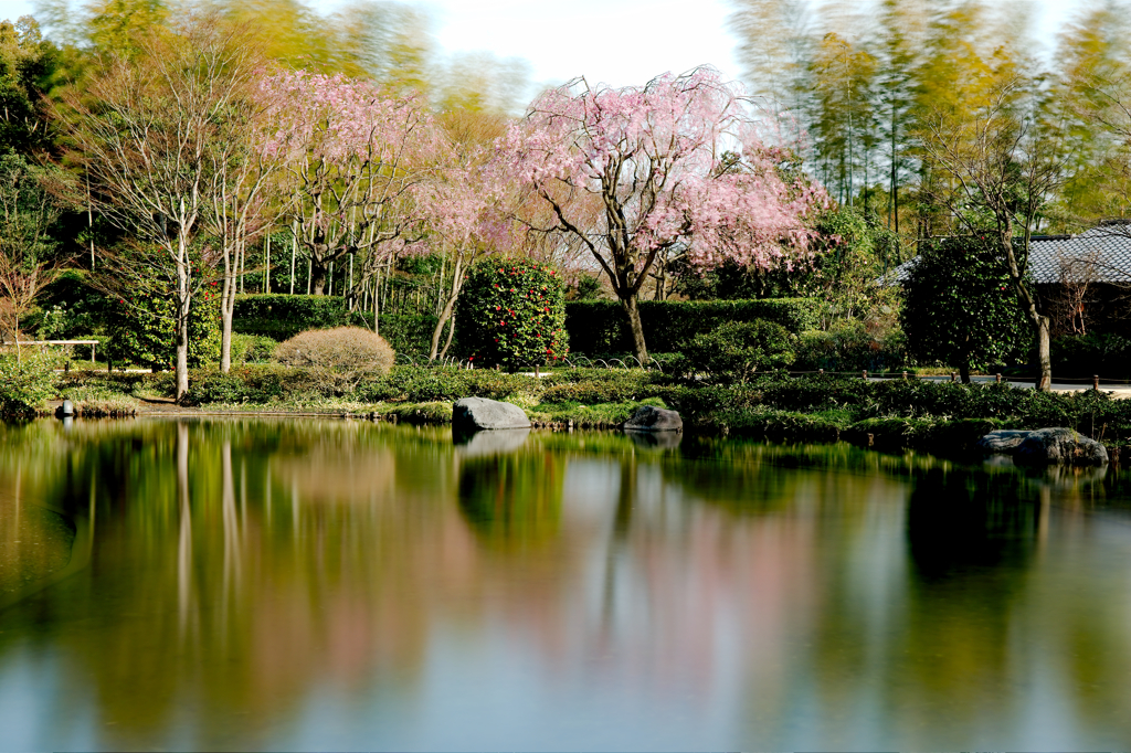 桜と昭和の佇まい