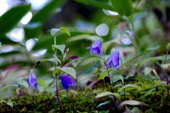 岩沙参 （いわしゃじん）
