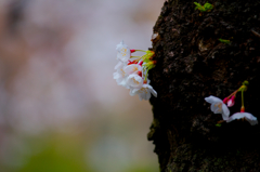 勢い－日比谷公園からの桜便りⅡ