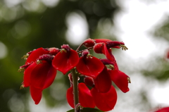 雨中の海紅豆