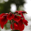 雨中の海紅豆