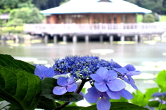 2006 浜離宮の紫陽花