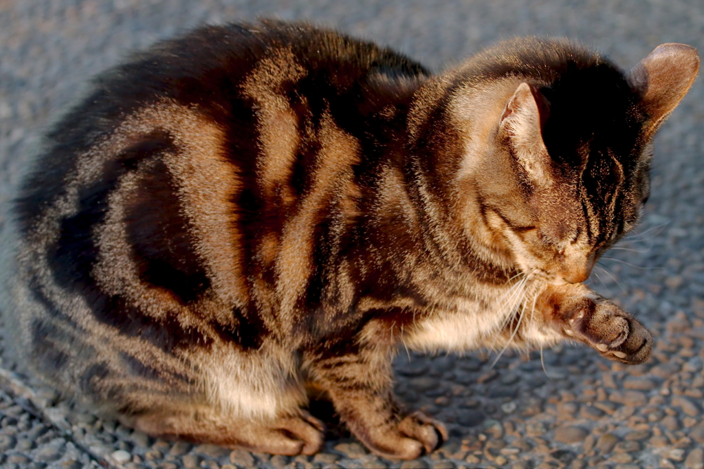 夕食の後のお楽しみ