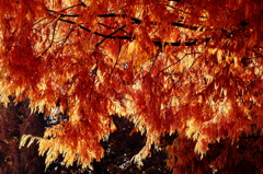 化石樹の紅葉 Ⅱ