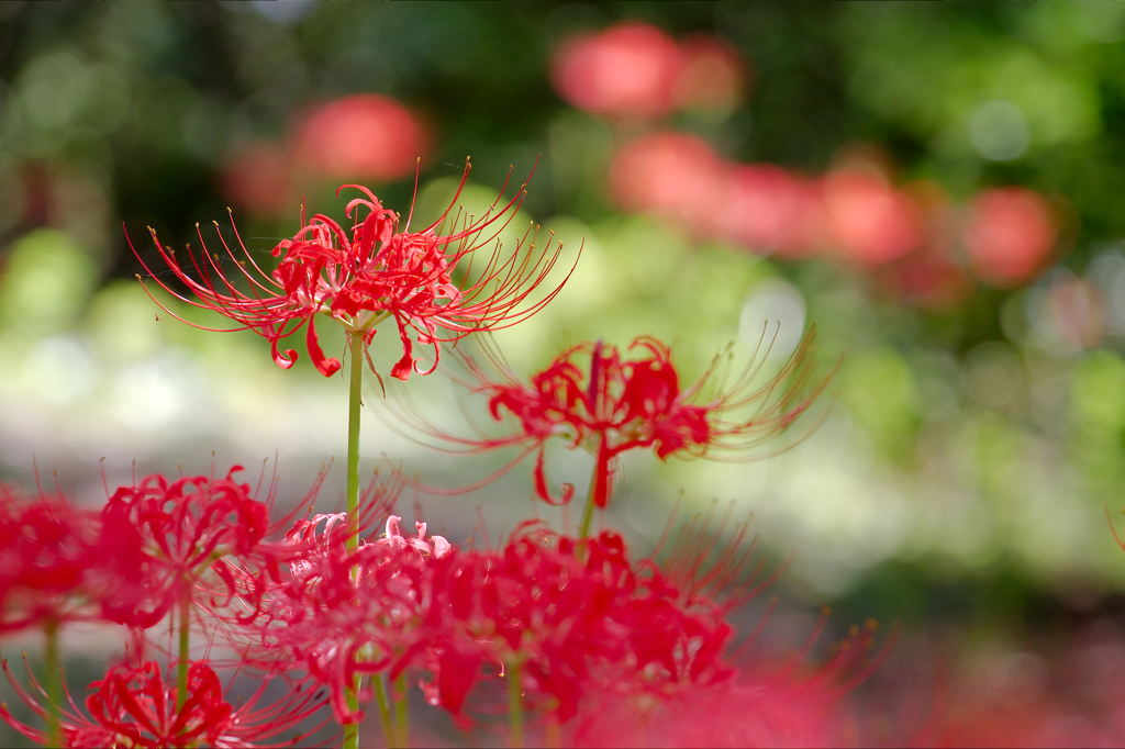 天界の花