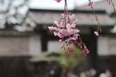 しだれ桜と大手門