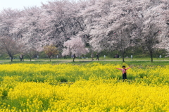 この広い野原いっぱい