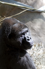 あんまりジロジロ見るなよな。