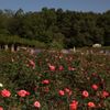 薔薇薗のビーナス